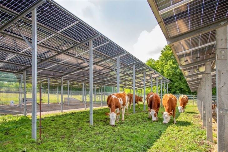 Optimized Solar Mounting Structures For Crops & Livestock price